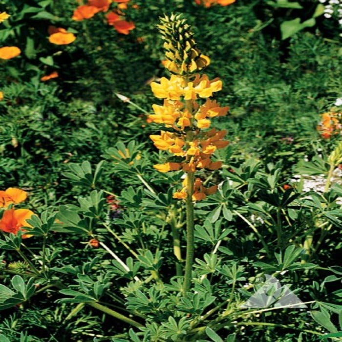 Vibrant yellow lupine flower, blooming in a garden setting among green foliage.
