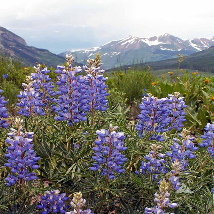 Lupine, Native Mountain Silvery (Lupinus Argentus): Vibrant blue wildflowers blooming against a stunning mountain backdrop.
