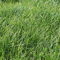 Rye Grass Sod — Colorado-grown sod.