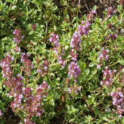 Creeping Thyme (Thymus serpyllum)
