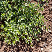 Creeping Thyme (Thymus serpyllum)