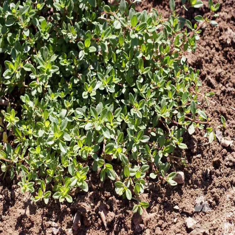 Creeping Thyme (Thymus serpyllum)