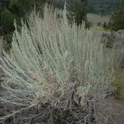 Mountain Big Sage