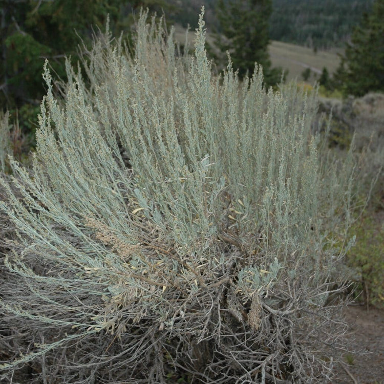 Mountain Big Sage