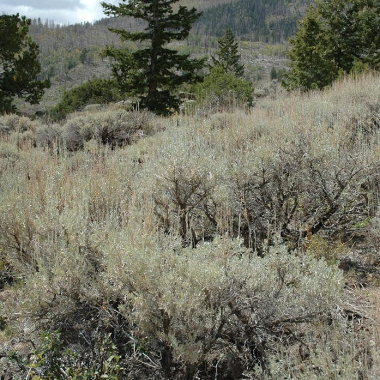 Mountain Big Sage