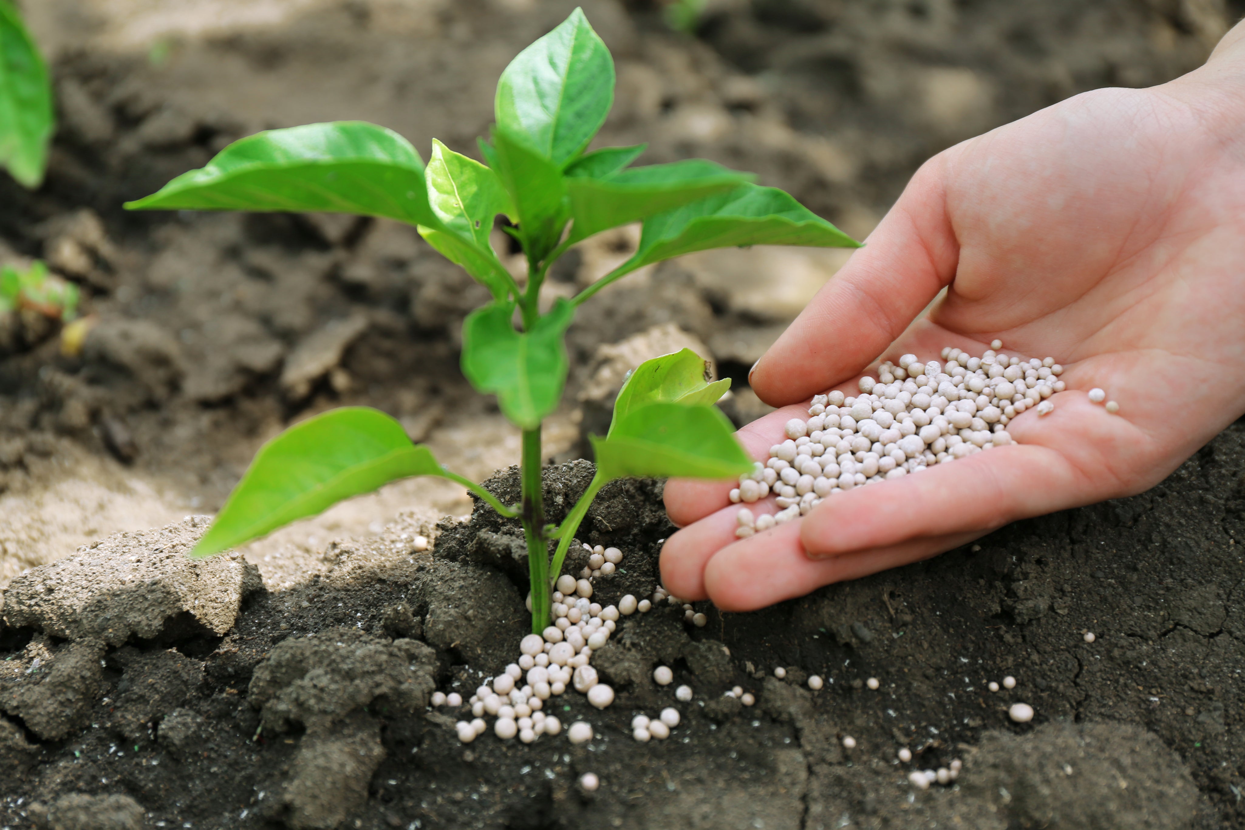 female-hand-with-fertilizer-plant-soil-background.jpg