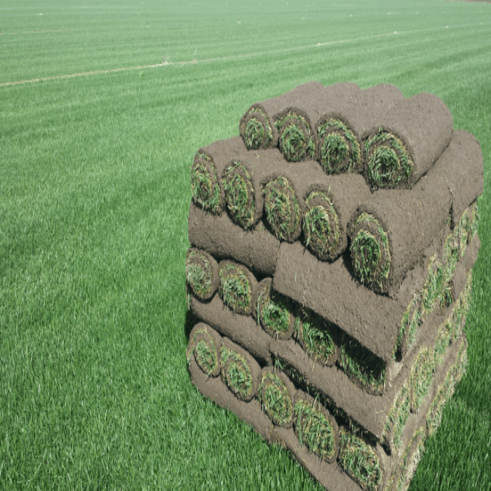 Pallets of rolled bentgrass sod stacked outdoors with a sod farm field in the background.