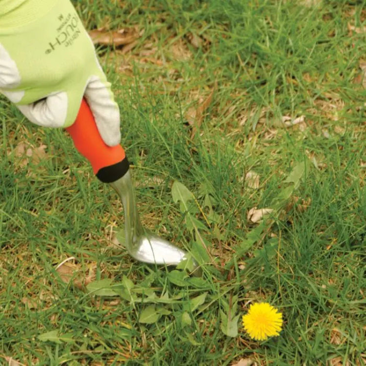 Gardener using AM Leonard hand weeder to extract a weed from a lawn.