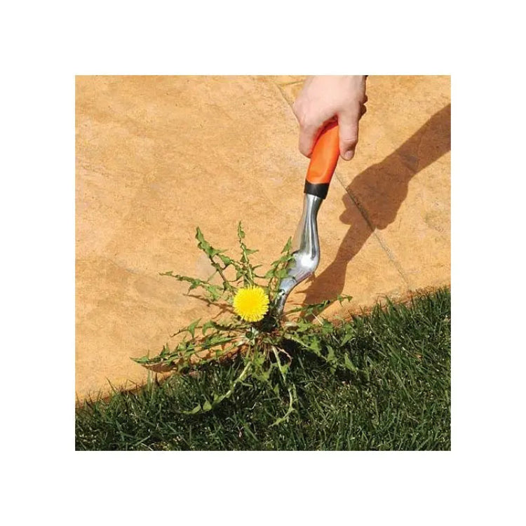 Gardener prying out a dandelion with AM Leonard hand weeder at the edge of pavers.
