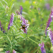 Hairy Vetch seeds: Purple flowers attracting pollinators for vibrant gardens.
