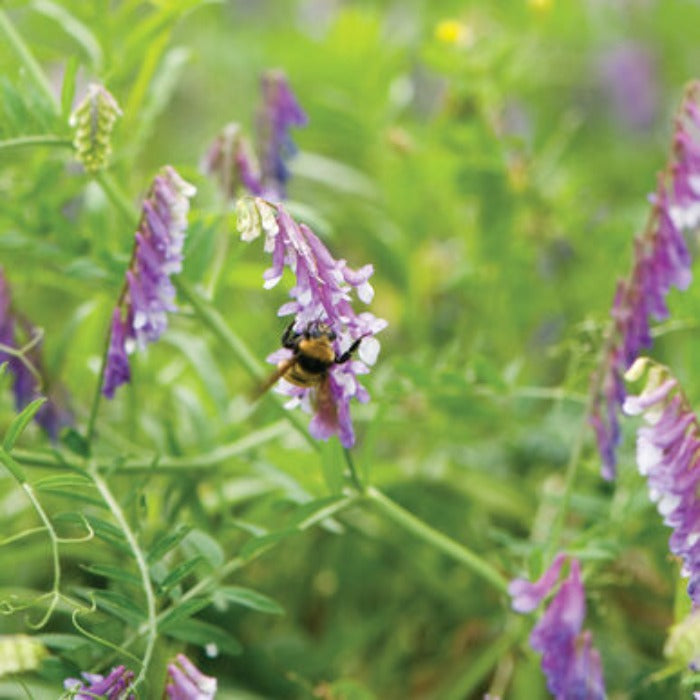 Hairy Vetch seeds: Purple flowers attracting pollinators for vibrant gardens.
