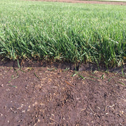 Lush bluegrass sod showing rich soil and healthy root system.
