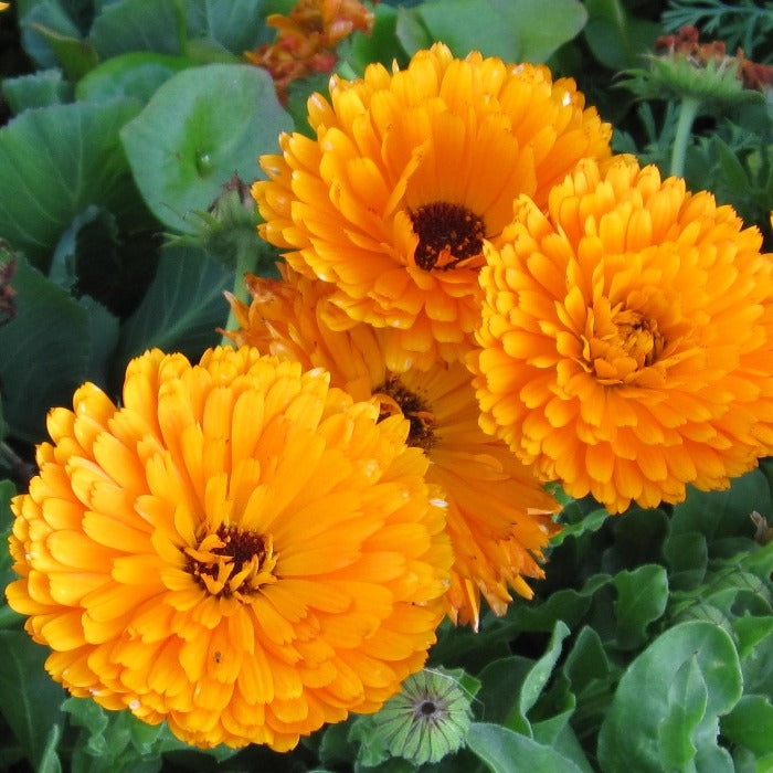 Vibrant orange Calendula officinalis flowers, displaying delicate petals and rich color.
