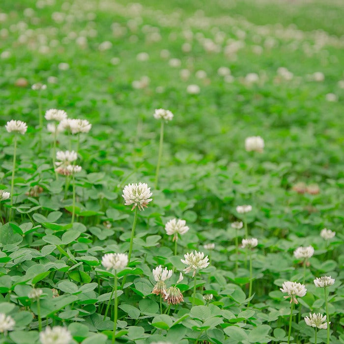 White clover field in bloom, showcasing lush green foliage and delicate white flowers.
