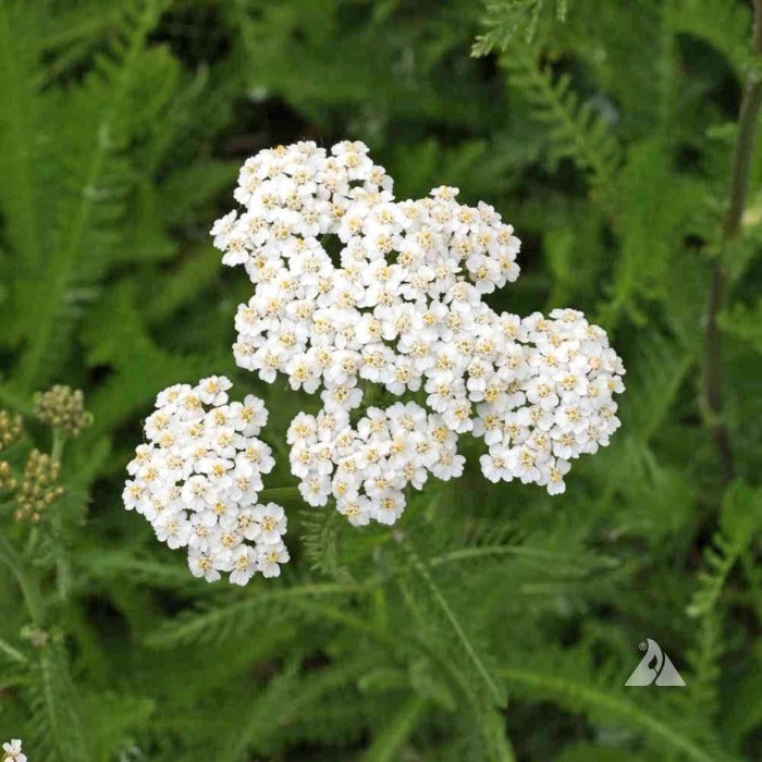 Western Yarrow (Achillea millefolium occidentalis) flowers:  clusters of small, white blossoms against green foliage.
