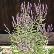 Leadplant (Amorpha canescens) with silvery-green foliage and dense purple flower spikes.
