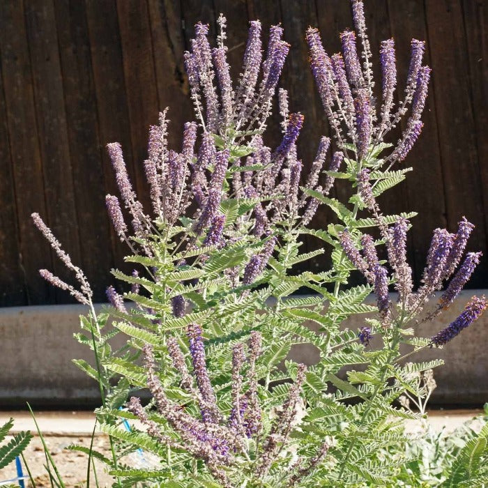 Leadplant (Amorpha canescens) with silvery-green foliage and dense purple flower spikes.

