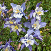 Blue Columbine (Aquilegia caerulea) flowers: stunning blue and white blooms.
