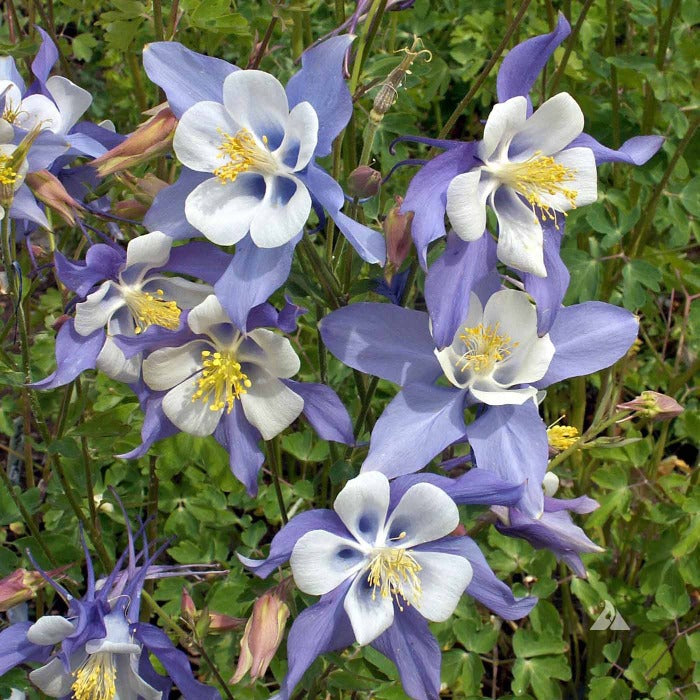 Purple and white columbines blooming in a garden setting.
