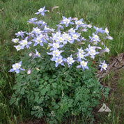 Blue Columbine (Aquilegia caerulea) blossoms in a meadow setting.
