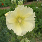 Pale yellow hollyhock blossom in garden setting
