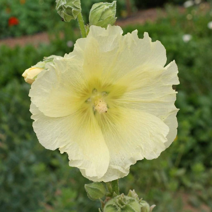 Pale yellow hollyhock blossom in garden setting
