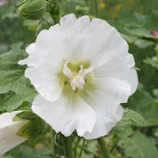 Pure white hollyhock blossom, delicate petals, green foliage background
