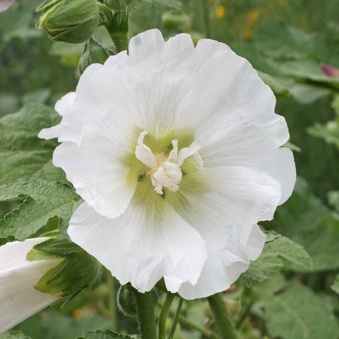 Pure white hollyhock blossom, delicate petals, green foliage background
