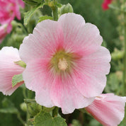 Delicate pink hollyhock blossom, close-up view showing intricate petal details.
