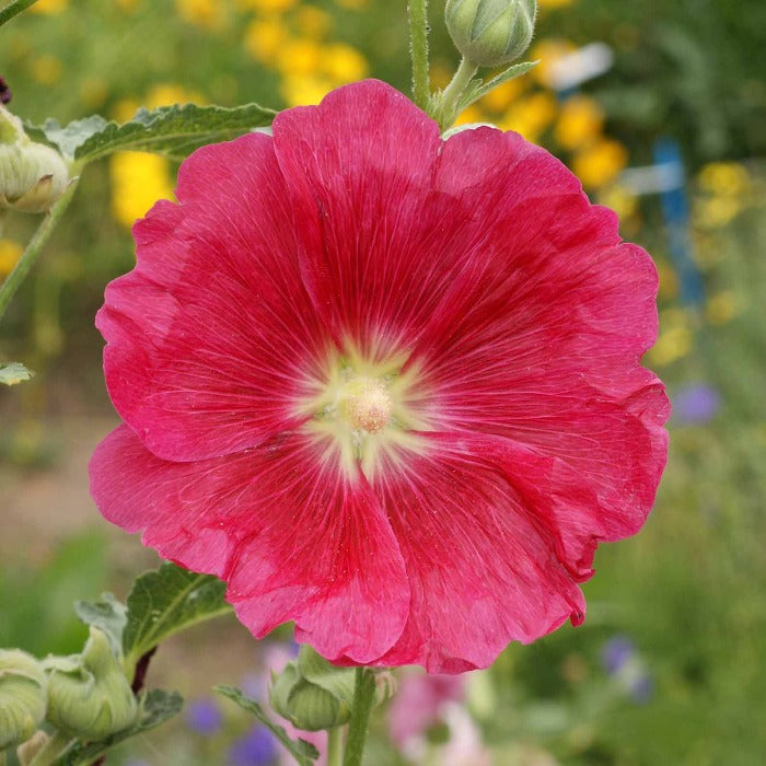 Hollyhock, single mixed (Alcea rosea): vibrant pink flower

