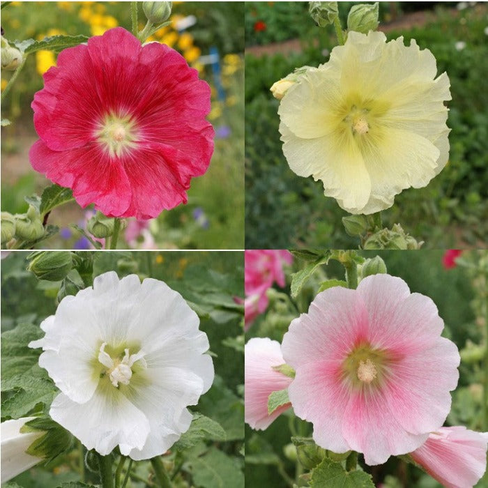 Close-up view of four Hollyhock blooms in pink, red, white, and yellow, showcasing their delicate petals and vibrant colors.
