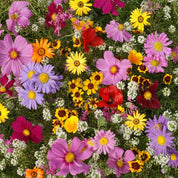 Vibrant mix of annual flowers in various colors and textures, perfect for a sunny garden.
