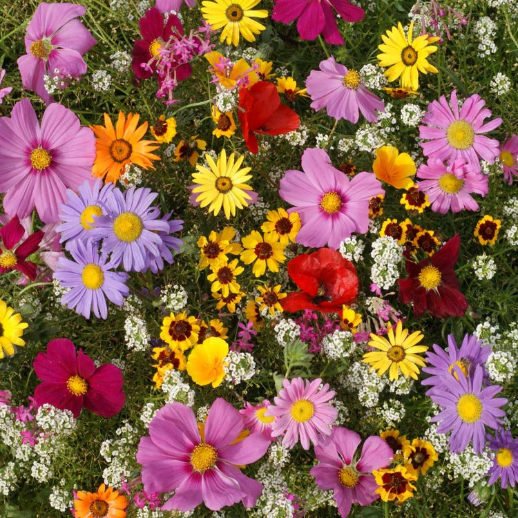 Vibrant mix of annual flowers in various colors and textures, perfect for a sunny garden.

