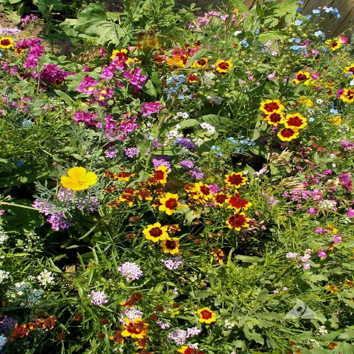 Vibrant mix of colorful annual flowers in a sunny garden bed.
