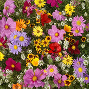 Vibrant mix of colorful annual flowers, perfect for sunny gardens.
