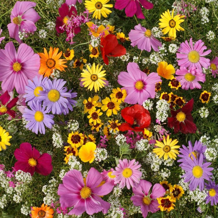 Vibrant mix of colorful annual flowers, perfect for sunny gardens.
