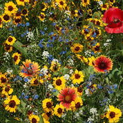 Vibrant wildflower mix with red poppies, orange coneflowers, and blue forget-me-nots.
