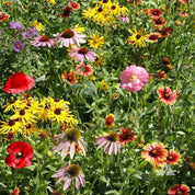 Vibrant wildflower mix showcasing red poppies, yellow coneflowers, and pink blossoms in a lush green field.
