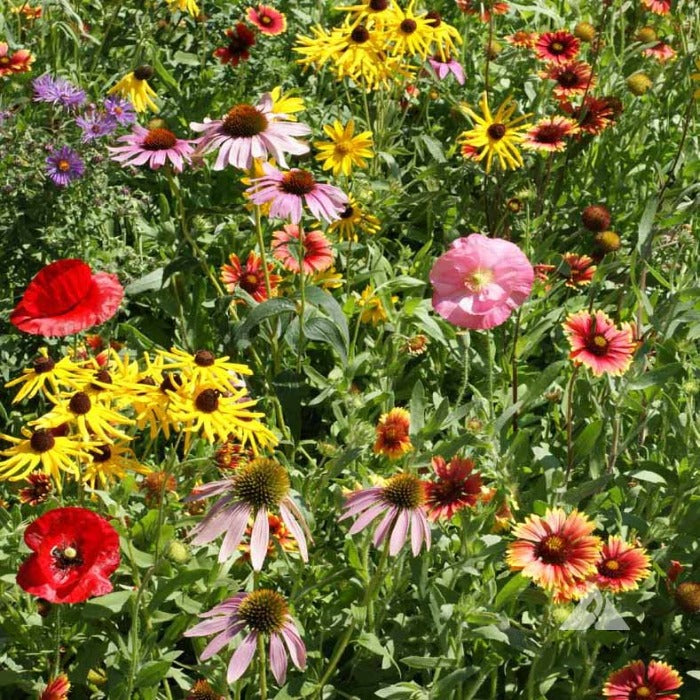 Vibrant wildflower mix showcasing red poppies, yellow coneflowers, and pink blossoms in a lush green field.

