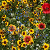 Bee Feed Mix: Vibrant wildflower seed blend featuring red poppies, orange coneflowers, and yellow daisies for attracting pollinators.
