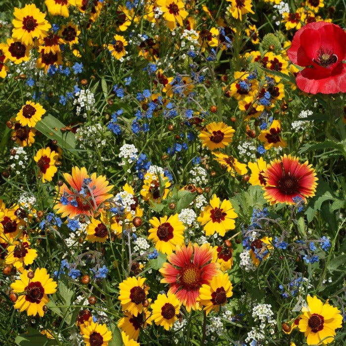 Bee Feed Mix: Vibrant wildflower seed blend featuring red poppies, orange coneflowers, and yellow daisies for attracting pollinators.
