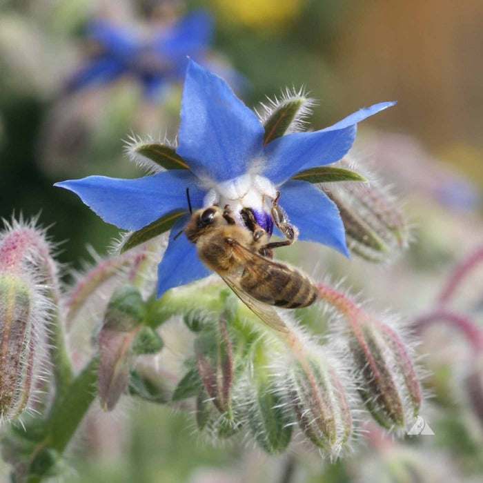 Honeybee pollinating a vibrant blue borage flower.
