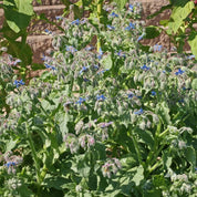 Borage plant with vibrant blue star-shaped flowers and fuzzy green leaves, thriving outdoors.
