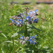 Bees pollinating vibrant blue borage blossoms in a sunny garden.
