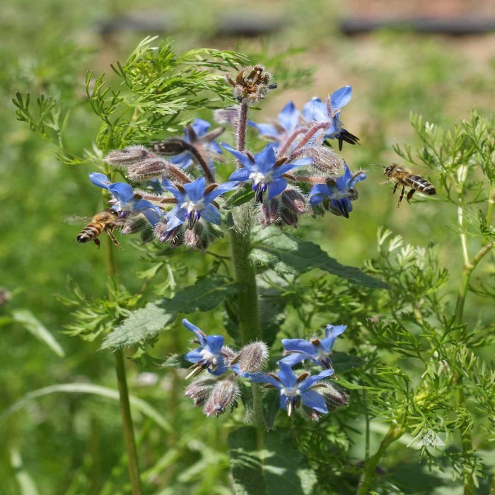 Borage (Borago officinalis) blossoms attracting bees; vibrant blue star-shaped flowers.
