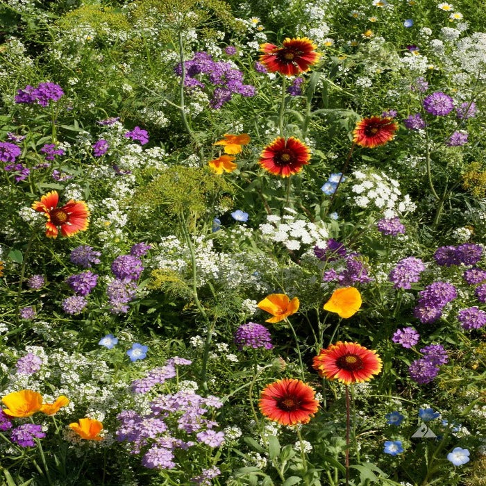 Beneficial Bug Mix wildflower seed blend: vibrant red, orange, purple, and white flowers in a lush meadow setting.
