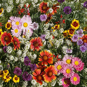 Vibrant wildflower mix, featuring blankets of pink, red, and yellow blooms.
