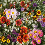 Vibrant wildflower mix showcasing pink, red, and yellow blooms in a lush green setting.
