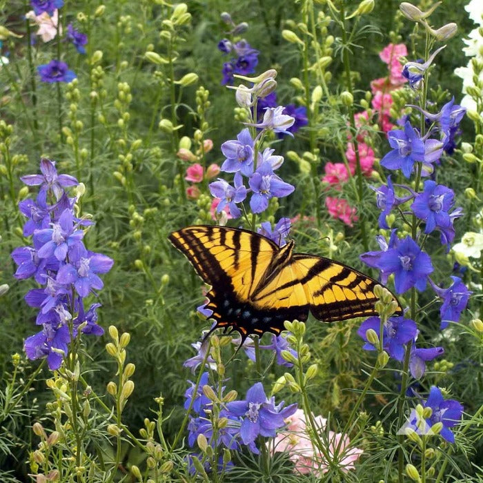 Yellow swallowtail butterfly on purple larkspur flowers in a vibrant garden.
