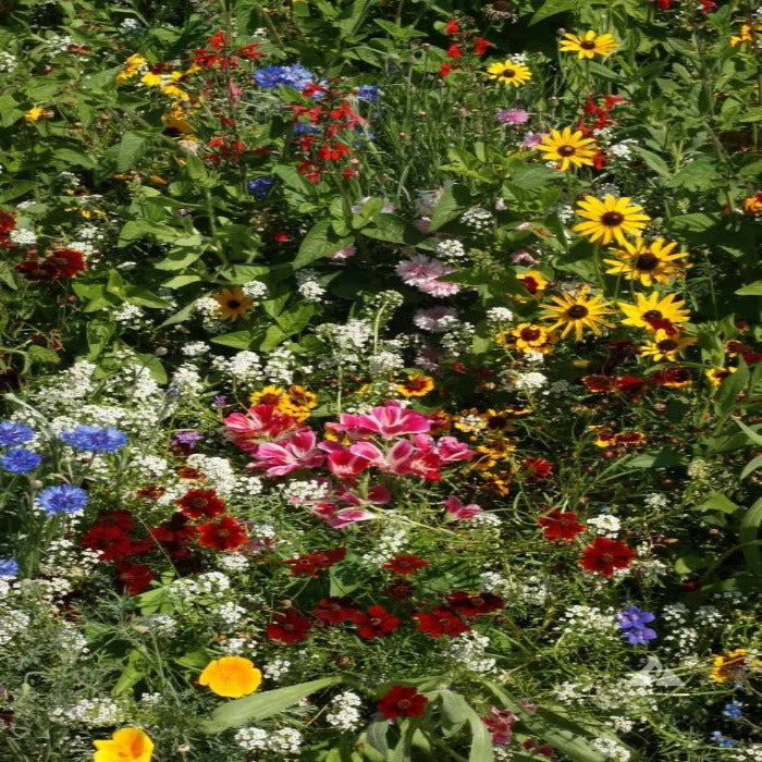 Vibrant wildflower mix in full bloom, showcasing diverse colors and textures.
